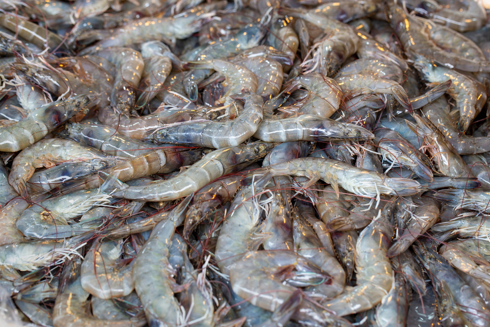 Vaname Shrimp